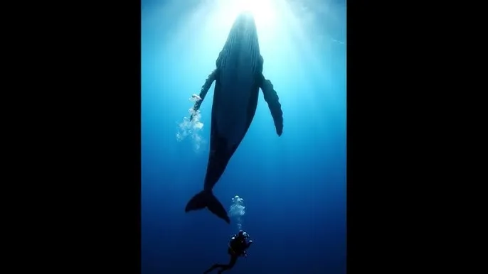 大肉大捧一进一出 - 深蓝星球：探索海洋深处的未知世界